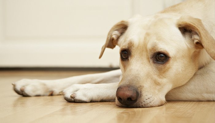symptoms of pancreatitis in dogs with pancreatitis archives four legged guru symptoms of pancreatitis in dogs with pancreatitis archives four legged guru