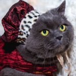 Pet Halloween Costumes