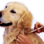 Schedule of Dog Vaccinations