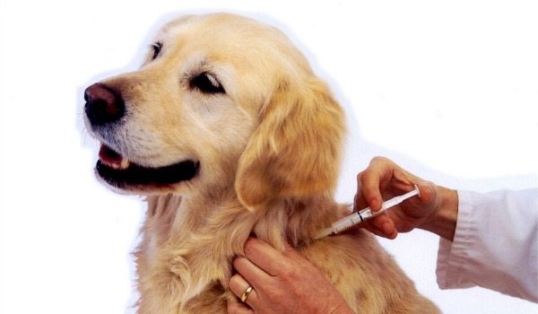 Schedule of Dog Vaccinations