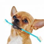 dog dental care