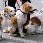 Preventing heatstroke in dogs