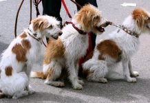 Preventing heatstroke in dogs
