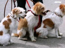 Preventing heatstroke in dogs