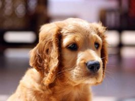 Seperation Anxiety Dogs