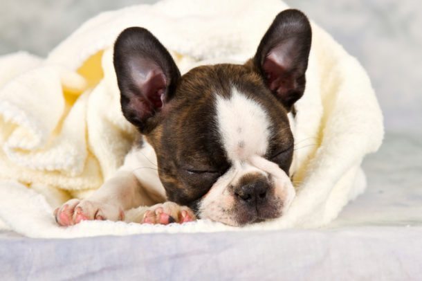 Boston Terrier-Dog Breeds that don