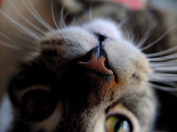 cat noses prints