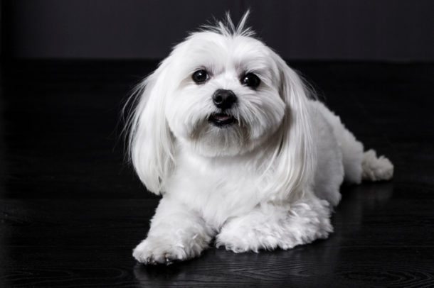 Maltese-Dog Breeds that don