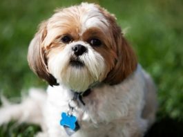 Dogs that dont shed
