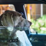 Dog in Vehicle