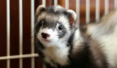 Ferrets and Everything You Need to Know Before Adopting