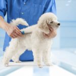 You can groom your dog at home