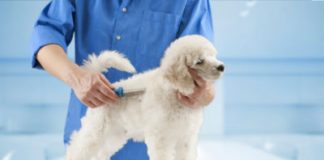 You can groom your dog at home