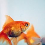 pet goldfish