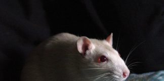 Do White Rats Make Good Pets