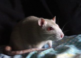 Do White Rats Make Good Pets