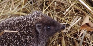 Hedgehog as pet