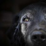 behavior issues in older dogs