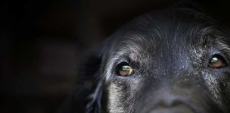 behavior issues in older dogs
