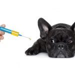 french bulldog puppy vaccinations