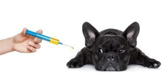 french bulldog puppy vaccinations