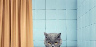 Tips for giving your cat a bath