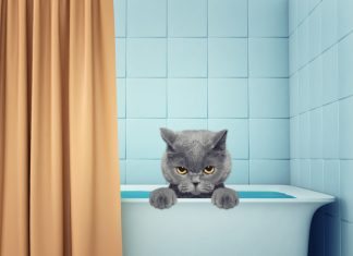 Tips for giving your cat a bath