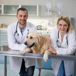 what to look for in veterinarians