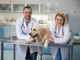 what to look for in veterinarians