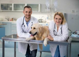 what to look for in veterinarians