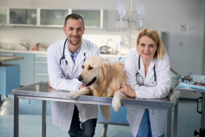 what to look for in veterinarieans