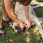 Heimlich on your dog