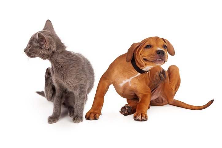 Sintomas e tratamentos de alergias a pulgas em cães e gatos