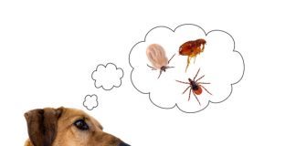 Are Fleas Becoming Immune
