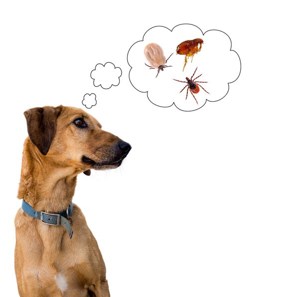 Are Fleas Becoming Immune