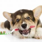When to visit a pet dentist