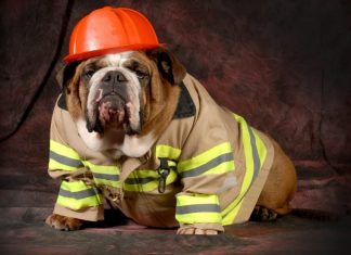 Fire Safety Tips for Pets