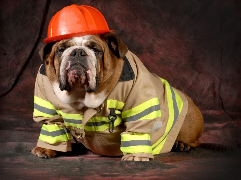 Fire Safety Tips for Pets