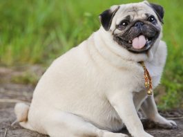 Fat dog