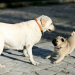 Socialize Your Puppy with Other Dogs