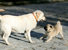 Socialize Your Puppy with Other Dogs