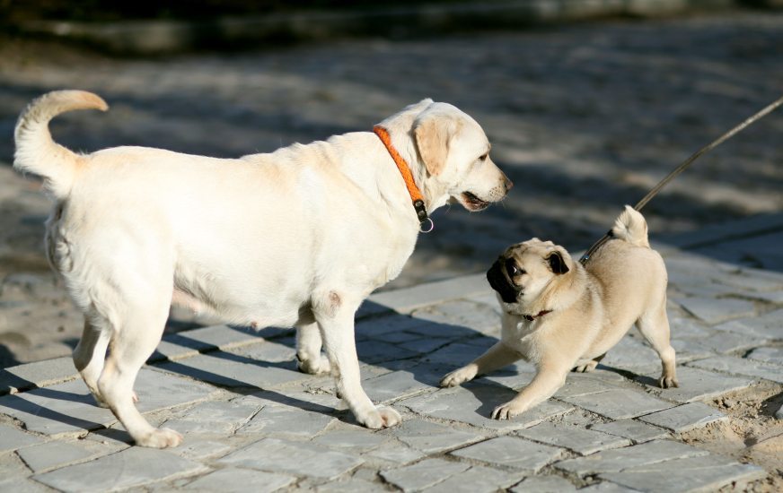 Socialize Your Puppy with Other Dogs