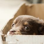 pet box monthly