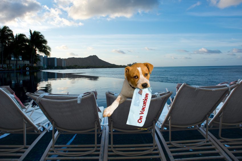 pet friendly hotels