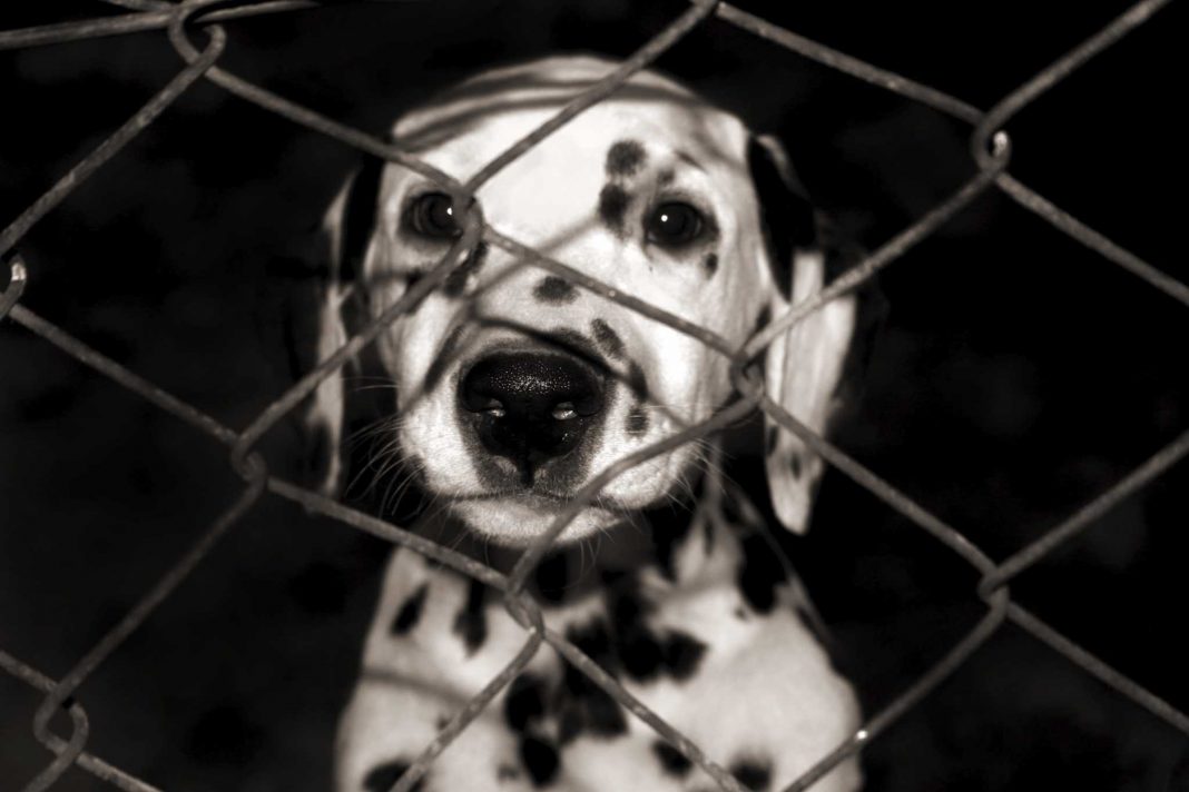 why adopt from an animal shelter essay why adopt from an animal shelter essay