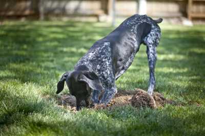 How to stop your dog from digging the yard
