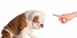 The Debate Between Praising vs Disciplining Your Dog