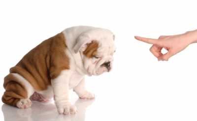 The Debate Between Praising vs Disciplining Your Dog