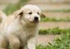 wacky unusual dog names