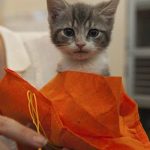 ASPCA kitten adoption